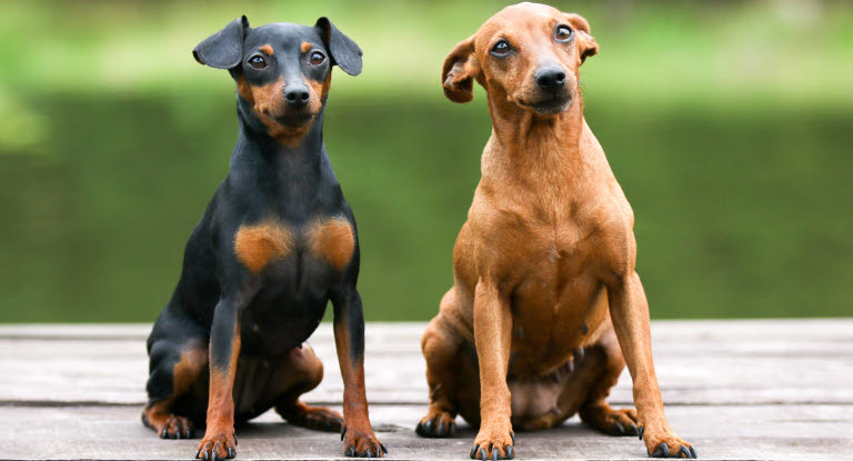 Deux pinscher allemand brun et noir