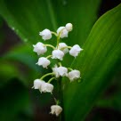 Un brin de muguet