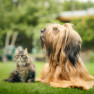 chien et chat côte à côte