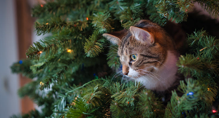 Un chat dans un sapin de Noël