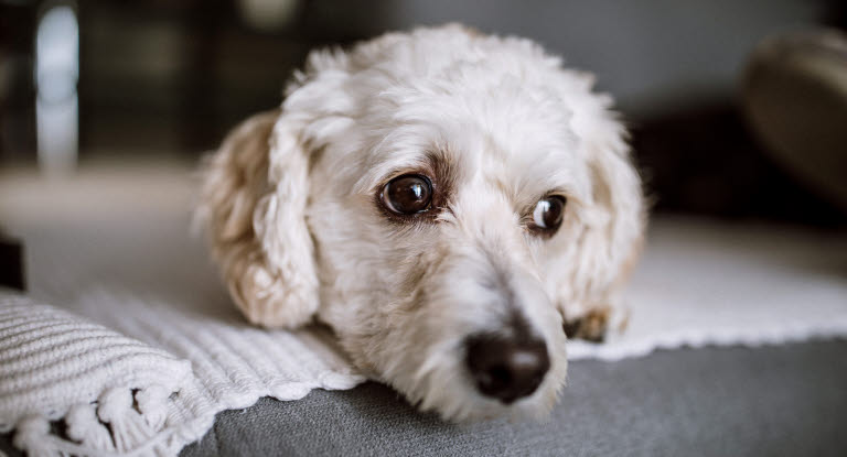 Gros plan tête chien blanc allongé