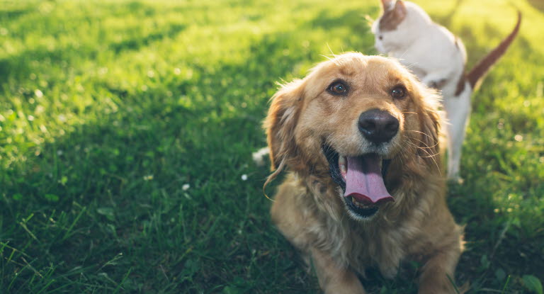 chaton grimpe sur le dos du chien