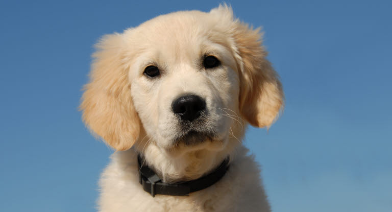 Chiot regardant l'objectif sur un fond de ciel bleu