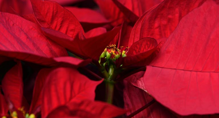 poinsettia etoile de noel attention danger agria assurance pour animaux