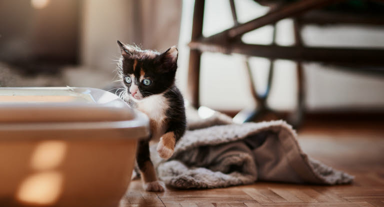 Chaton s'approche d'un bac à litière