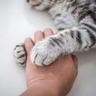 patte d'un chat posé sur la main d'une personne