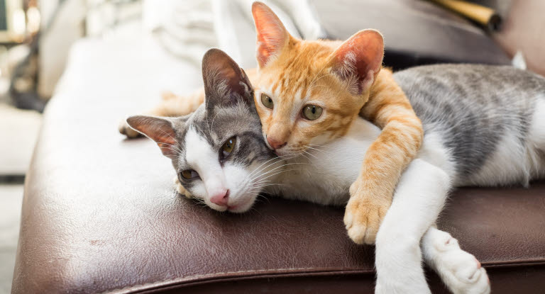 Deux chats se câlinent.