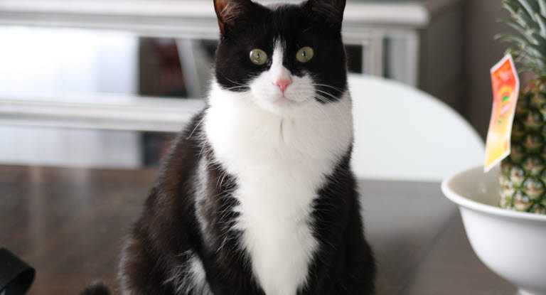 chat blanc et noir assis sur une table