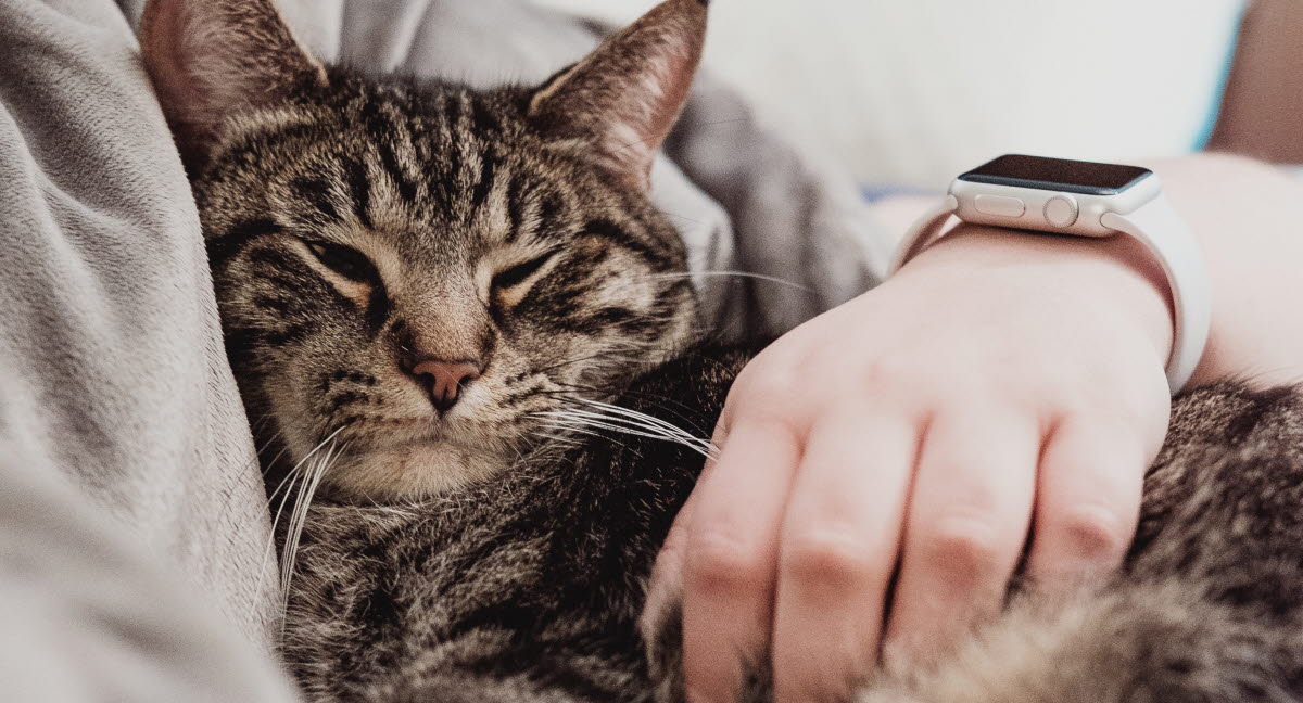 Troubles Digestifs Du Chat Agria Assurance Pour Animaux