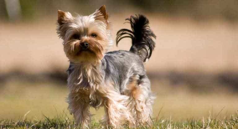 Chien Yorkshire