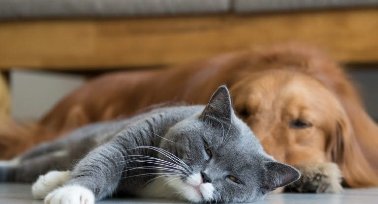 chien et chat qui dorment sur le sol