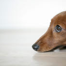 chien yeux inquiets tête posée sur le sol