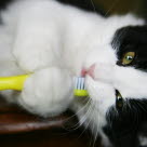 chat noir et blanc avec une brosse à dent 