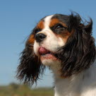 Gros plan Cavalier King Charles