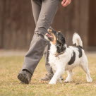 Un homme et son chien en balade