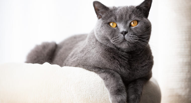 Chat gris allongés avec yeux marrons 