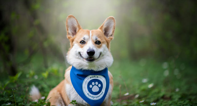 Corgi participant à la Balade des Chiens Agria