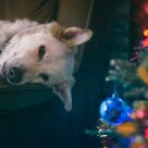 chien triste près du spin de Noël