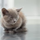 Chat en boule sur lui-même