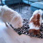 Deux chiens cherchant leur nourriture dans un tapis pour chien