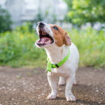 Un petit chien en train d'aboyer