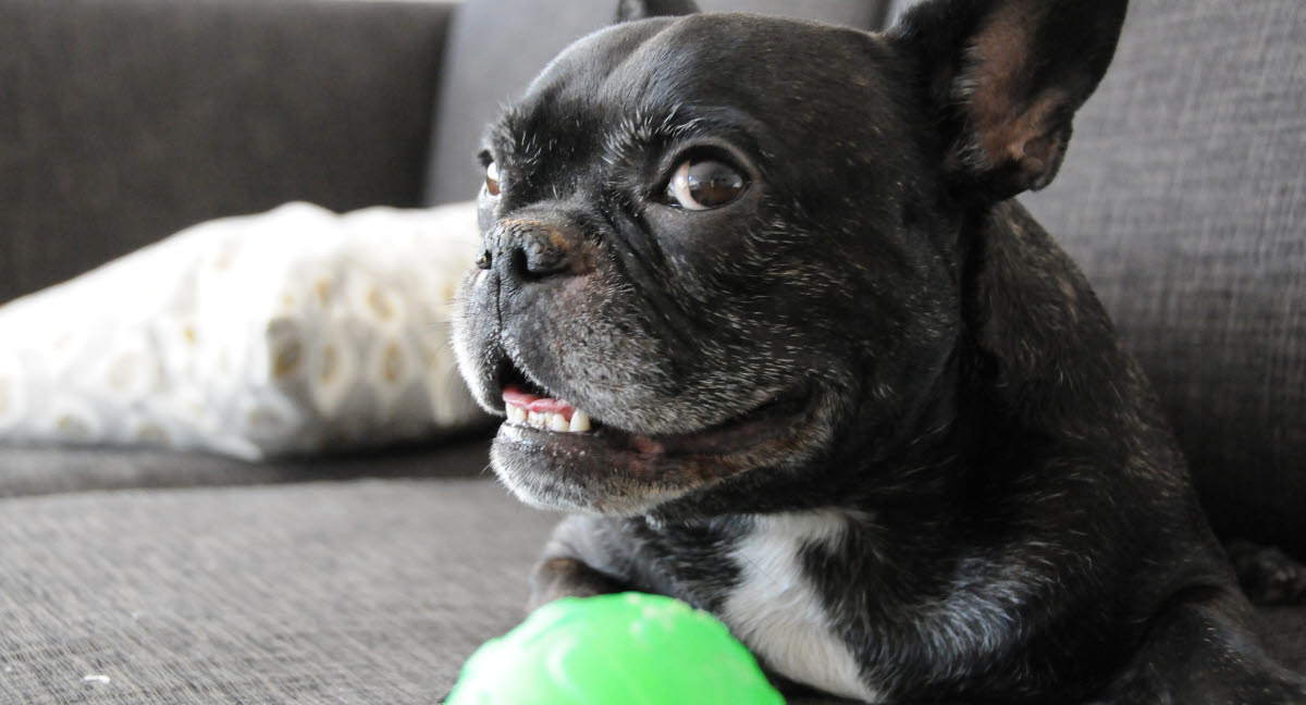 Mon chien pète, que puisje faire ? Agria Assurance pour animaux