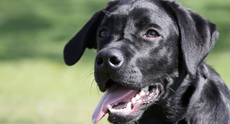 La tête d'un chien avec sa truffe en avant