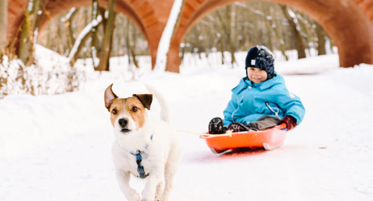 Jack Russell courant devant un enfant sur une luge