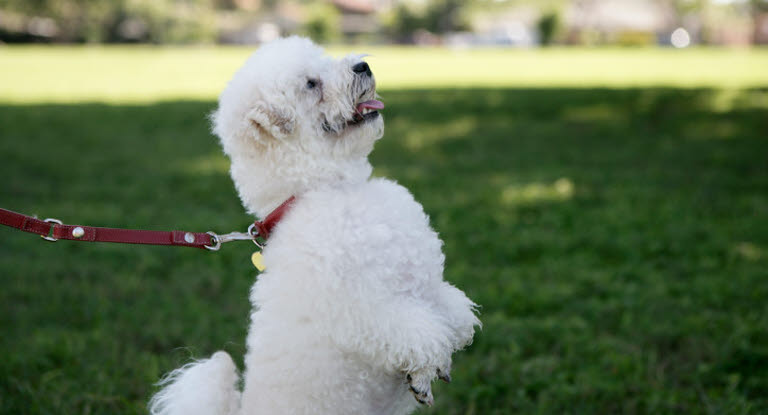 Petit chien blanc debout sur ses pattes arrière en laisse