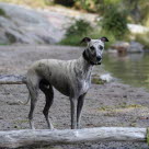 Chien de race Whippet près d'une rivière