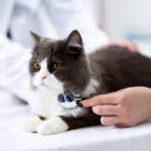 Oscultation d'un chat chez le vétérinaire