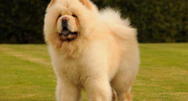 Chow Chow