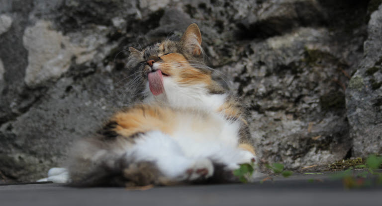 Chat blanc roux et noir qui se lèche la fourrure par terre