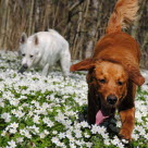 Deux chien courant dans les fleurs