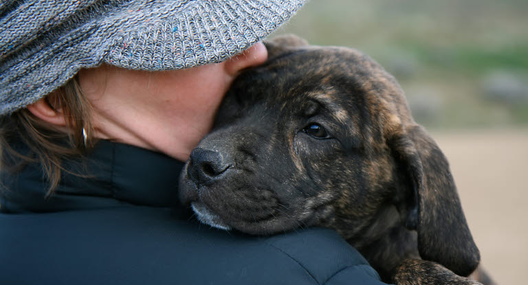Chien dans les bras de sa propriétaire