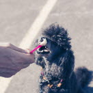 Caniche noir main qui lui tend de la glace