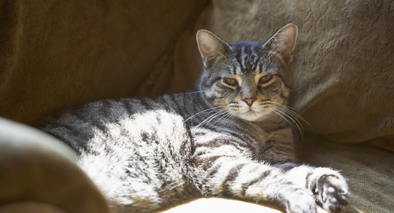 Chat âgé allongé sur une couverture