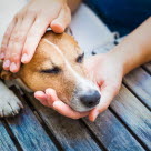 Un chien reposant la tête sur une main