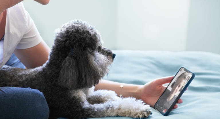 Un chien regarde un film avec sa maîtresse