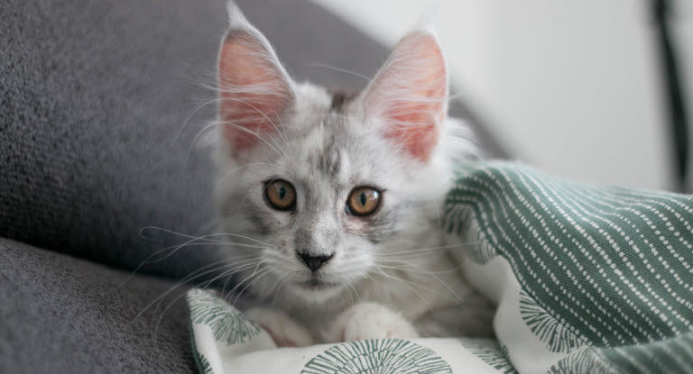 Chat Maine Coon sur un canapé