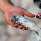 Un chien tendant la patte à son maître patte dans la main