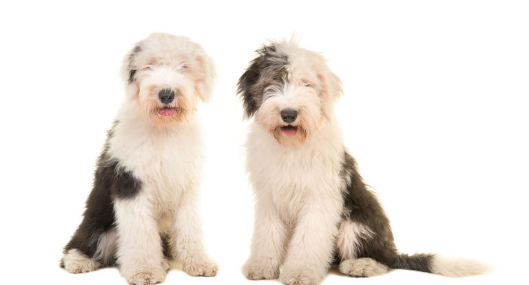 2 chiens Bobtail