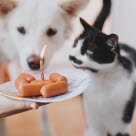 chat et chien devant assiette de saucisses avec une bougie