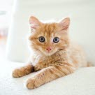 chaton roux sur un fauteuil blanc