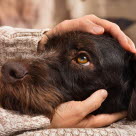 Le chien pose sa tête entre les mains de sa maîtresse