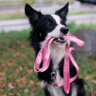 Border Collie avec une laisse rose