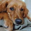 Chien âgé allongé sur une couverture