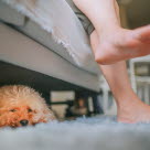 chien couché sous le canapé