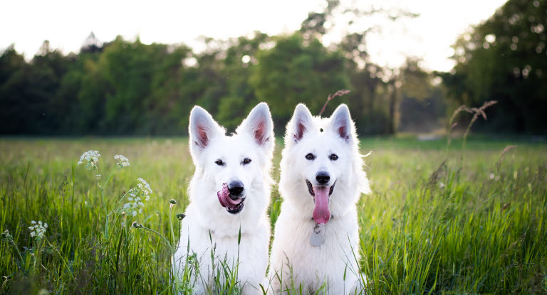 Begers Blancs Suisse