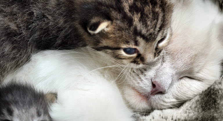 Agria Assurance Complementaire Portee De Chatons Agria Assurance Pour Animaux